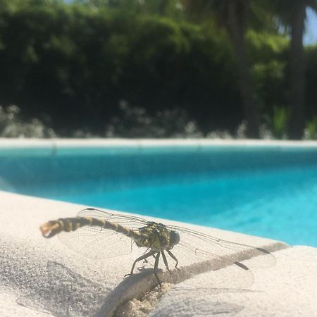Maison Proche De Hyeres Avec Piscine Privee, Terrasse Et Jardin La Farlède Esterno foto