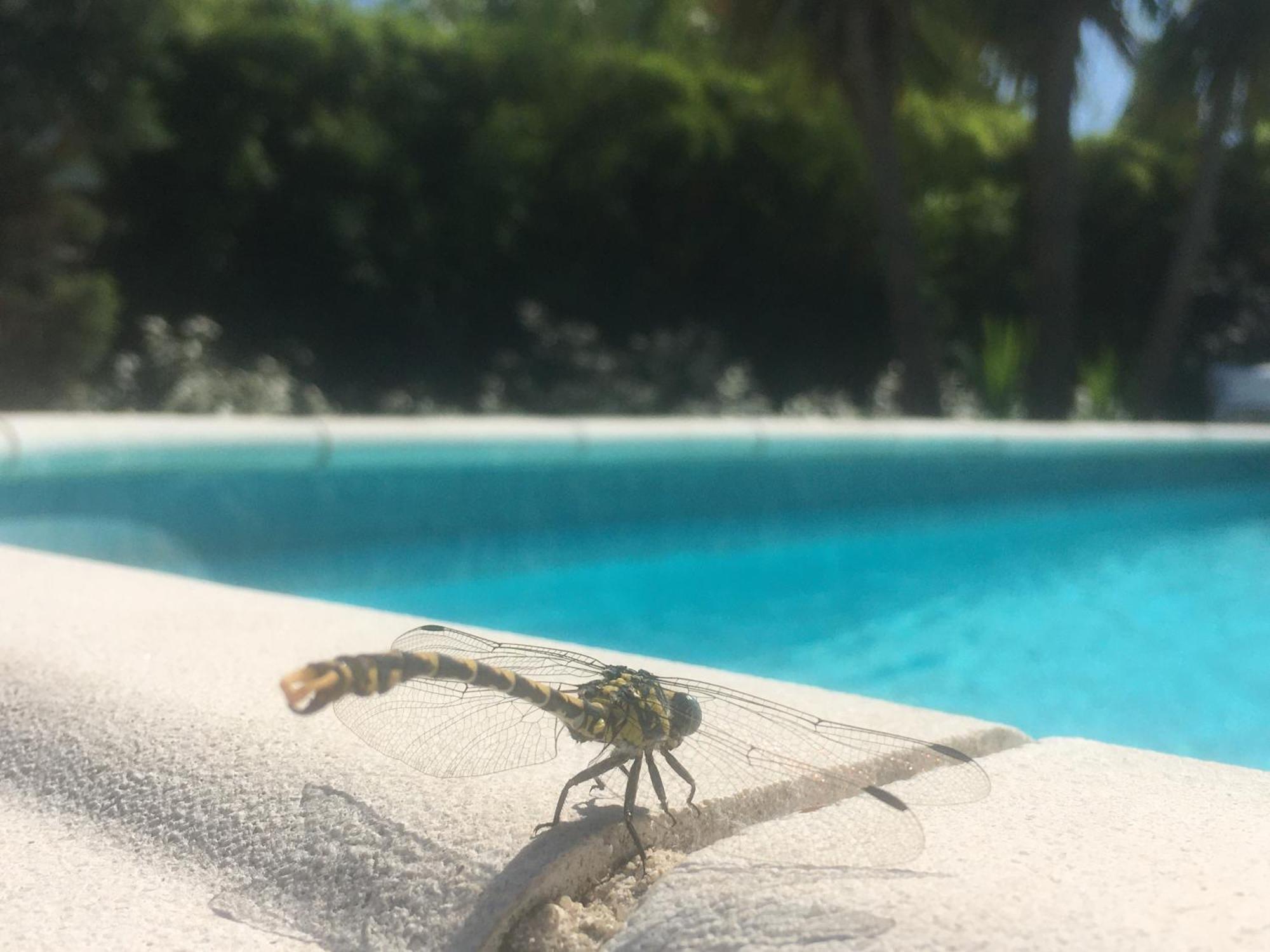 Maison Proche De Hyeres Avec Piscine Privee, Terrasse Et Jardin La Farlède Esterno foto